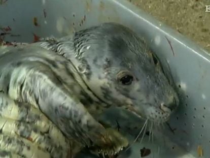 'Guardesiña', la foca que ha estado tres meses en Vigo recuperándose de sus problemas de salud, regresa al mar.
