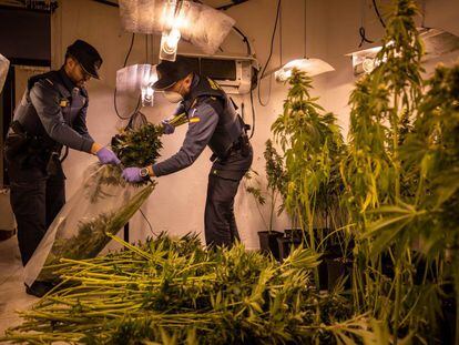 La Guardia Civil interviene una plantación ilegal de cannabis en Granada.