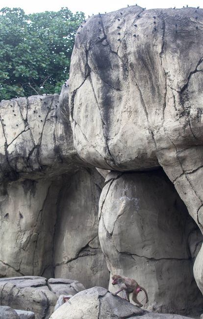 El papión sagrado del zoológico de Chapultepec tiene una malla electrificada en su espacio para evitar que se escape.