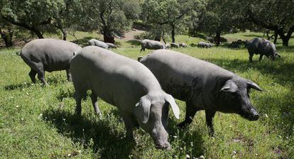 Cerdos ib&eacute;ricos en una dehesa de Badajoz. 