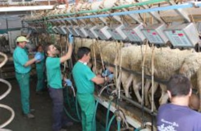 La empresa ha mecanizado aquellas partes del proceso de ordeño que mejoran el resultado final respecto al método manual.