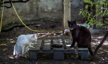 Gatos callejeros.