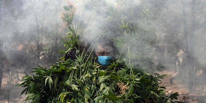 Soldados mexicanos destruyen una plantación de marihuana durante una redada contra un laboratorio de drogas clandestino, en Tecate (México).