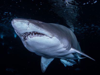 Un ejemplar de tiburón toro.