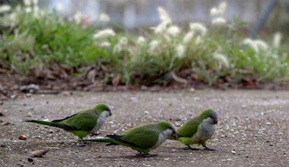 Tres ejemplares de cotorras argentinas en un parque.