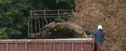 Operarios cargan un camión con vacas muertas hace dos días en Surrey.