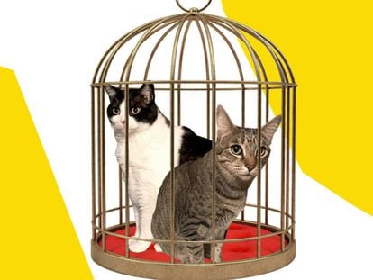¿Hasta qué punto es bueno no dejar a nuestros gatos salir de casa? En la imagen dos gatos callejeros rescatados, Paquita y Gastón, protagonizan una dramatización gráfica de este dilema.