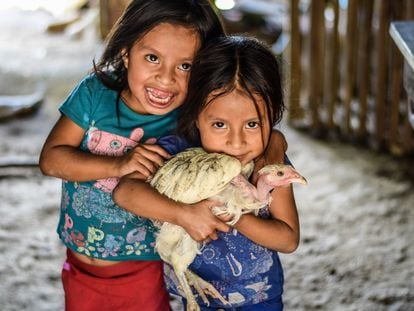 Crianças do Corredor Seco da Guatemala seguram uma galinha de pescoço pelado.