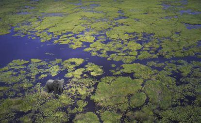Vista aérea de un elefante en el delta del Okavango, en Botsuana.
