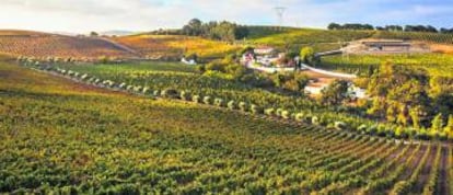 Vista del viñedo de Quinta da Chocapalha, en Alenquer. 