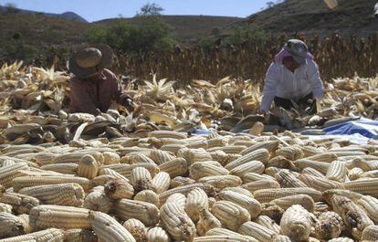 Productores de maíz de Zitlala (Guerrero).