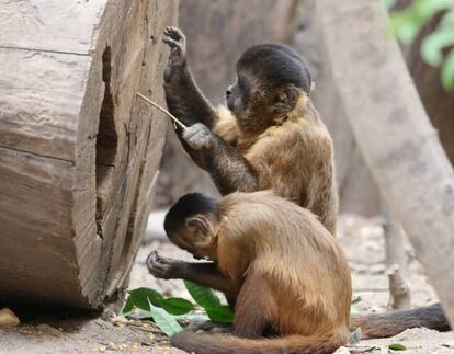 Capuchinos usando ramas como herramientas.