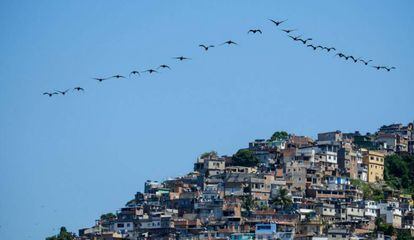 una bandada de pájaros sobrevuela una favela en la ciudad de Río de Janeiro, Brasil, el 10 de abril de 2015.