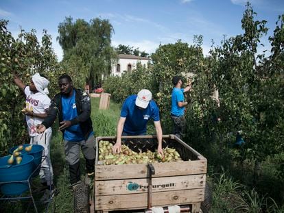 Una imagen de trabajadores de la fruta en Lleida, durante la campaña de 2022.