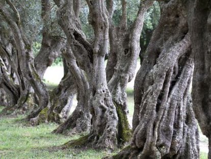 Viejos olivos en el pazo de Ortigueira, en Rivadulla