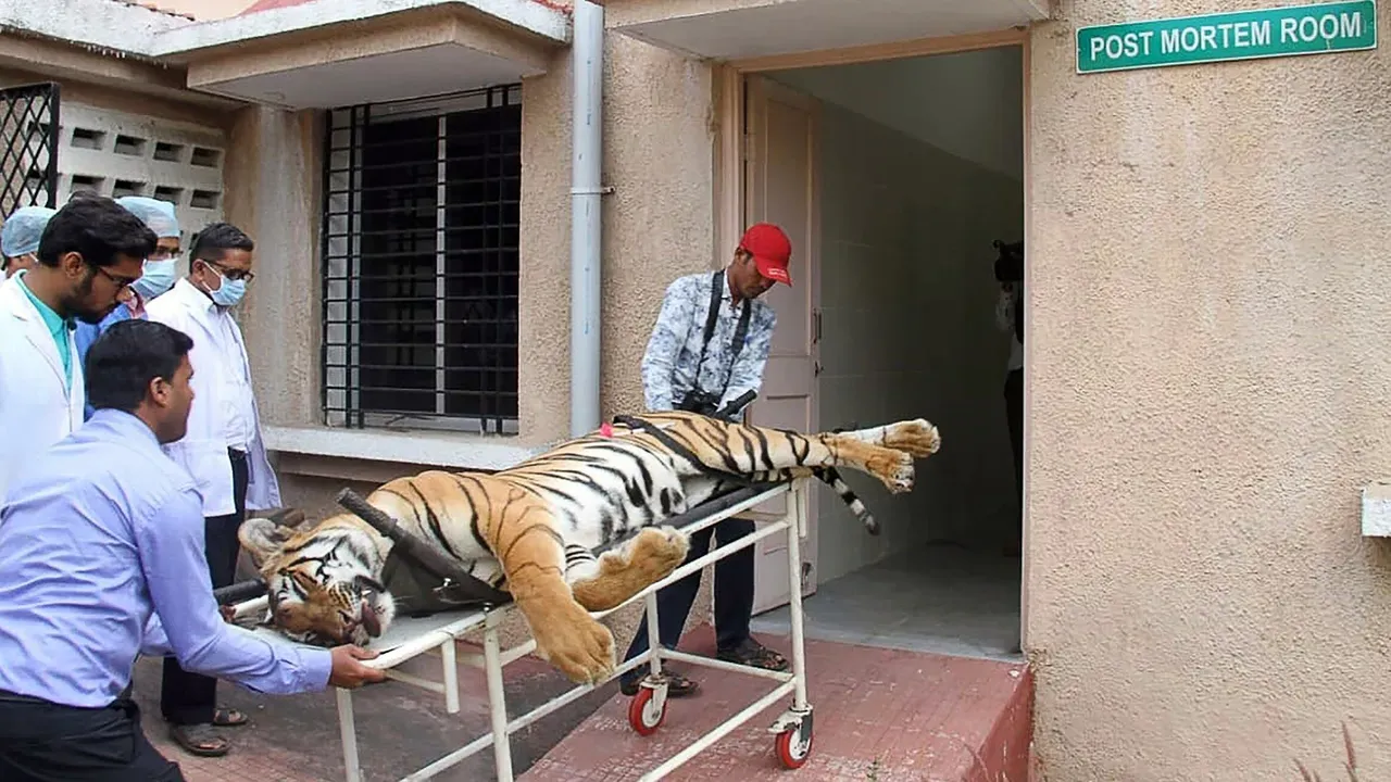La tigresa devoradora de hombres 'Avni', tras ser cazada.