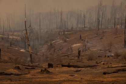 Bosque calcinado tras el paso de las llamas en Mariposa (California). Los incendios que se han registrado en la región han destruido viviendas e infraestructuras y han forzado a evacuar a más de 3.000 residentes.