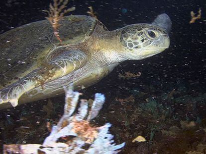 Buceo con tiburones y grandes tortugas en Fernando de Noronha