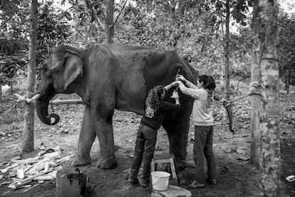 El centro también alberga el primer hospital en Laos para elefantes víctimas de accidentes de trabajos forestales o afectados por enfermedades. Cuenta también con veterinarios, una unidad de reproducción, formación de 'mahouts' y una exhaustiva información sobre los elefantes en el país. A Boua Banh, le cayó un gran árbol en la pata, por lo que hubo que cortarle un trozo de hueso de 20 centímetros. Desde entonces, hay que drenarle pus de la herida a diario.