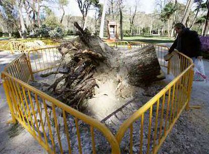 Una cerca protegía el hueco del cepellón de un árbol abatido en el parque del Retiro.