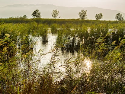 Para hacer frente al problema de la contaminación es fundamental aprovechar los últimos avances científicos y las fórmulas ya existentes. Como hace Veolia, ofreciendo soluciones de gestión en las actividades de agua, residuos y energías e impulsando el desarrollo sostenible. En la imagen, humedales del Delta del Ebro.