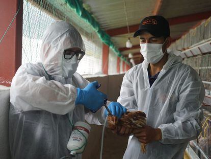 Dos técnicos vacunan un pollo en una granja avícola de Puéllaro (Ecuador), el 3 de marzo.