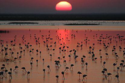 La zona de la marisma de Doñana.