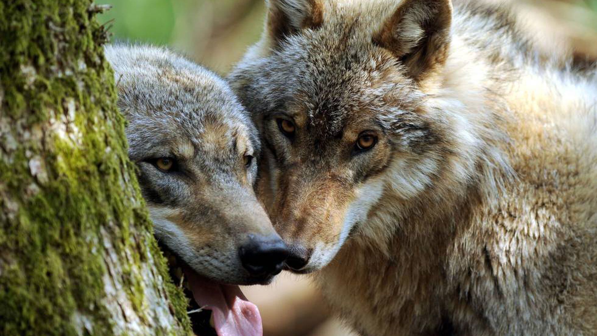 El lobo vuelve a Holanda 150 años después de su desaparición por culpa de  la caza | Mundo animal | EL PAÍS