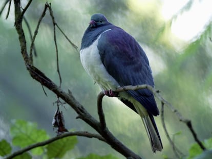 Un ejemplar de kereru o paloma maorí.