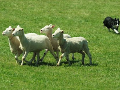 Uno de los caninos participantes en el campeonatos de perros pastores de Kingstone, en Ontario (Canadá).