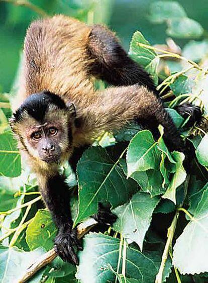 Unos científicos en Panamá han equipado entre 250 y 300 monos capuchinos con collares de radio