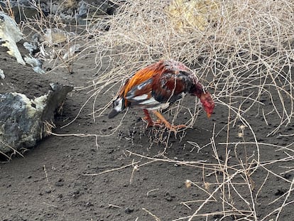 Un gallo de pelea con heridas.