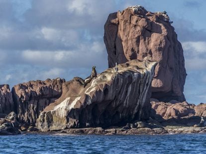 Un lobo marino sobre un islote rocoso en el archipiélago Espíritu Santo.