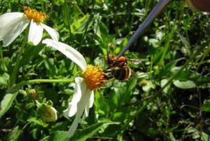 Simulación de un ataque a una abeja durante el experimento.