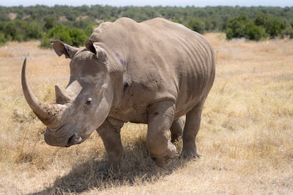 'Curra', moments after recovering from the anesthesia administered for the implant.