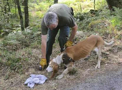 Perros entrenados rastrean el lugar en busca de la joven desaparecida.