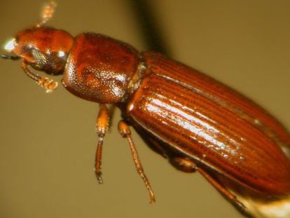 Escarabajo castaño de la harina ('Tribolium castaneum').