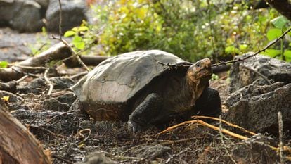 Fernanda, la única tortuga gigante viva conocida de Fernandina, ahora vive en el Centro de Crianza de Tortugas Gigantes del Parque Nacional Galápagos en la Isla Santa Cruz.