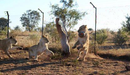 La oxitocina convierte a los leones en lindos gatitos | Ciencia | EL PAÍS