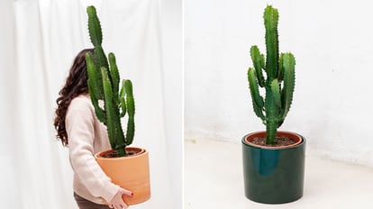 ‘Cactus’ Euphorbia XL