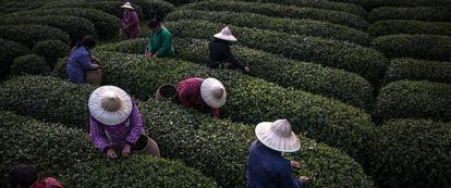 Trabajadores de temporada que cosechan t&eacute; en la aldea provincia de Zhejiang (China). 