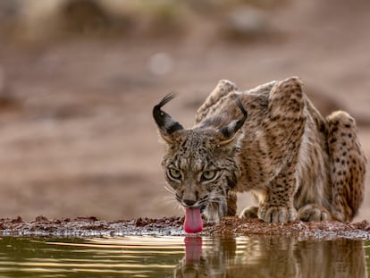 Un lince ibérico bebe agua en alguna parte del Península Ibérica.