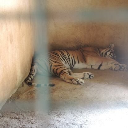 Un león descansa durante las horas de más calor veraniego en una de las pocas zonas a la sombra de que dispone en un zoo de Líbano.