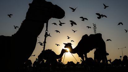 -FOTODELDIA- MESAIEED, 21/11/2022.- Vista de algunos de los camellos encargados de pasear turistas en la zona de las dunas de Mesaieed, a unos 80 km de la ciudad de Doha, Catar, el 20 de noviembre de 2022. La Copa Mundial de Fútbol de la FIFA Qatar 2022 se desarrolla en Catar del 20 de noviembre al 18 de diciembre de 2022. EFE/ Antonio Lacerda
