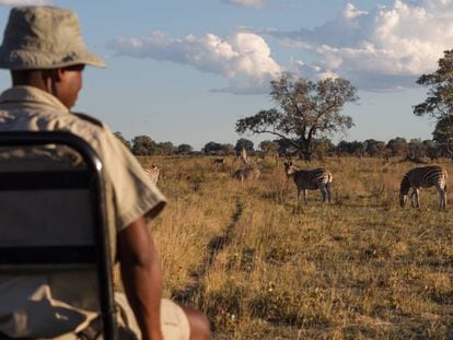 Uno de los guías de un safari en el delta del Okavango, en Botsuana, observa a un grupo de cebras.