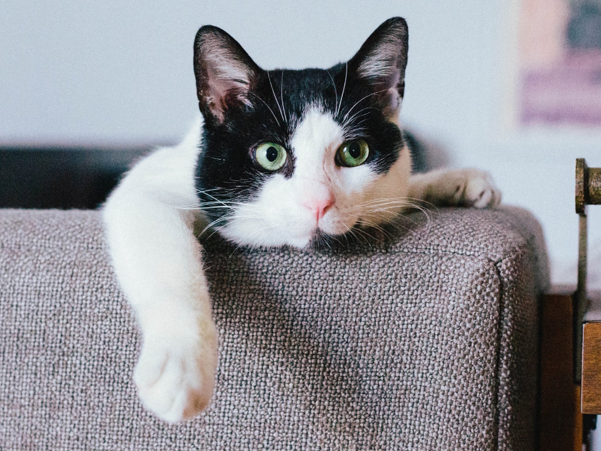 Protectores de sofá que funcionan como rascadores de gatos | Escaparate: Los mejores protectores de sofá para de gatos | Escaparate: compras y ofertas | EL