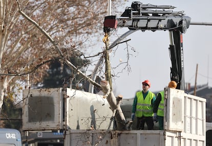 Varios operarios cortan un árbol frente a los Jardines de Jimena Quirós en Madrid, por las obras de ampliación de la línea 11 de Metro.