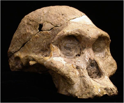 Fósil de una hembra de <i>Australopithecus robustus" apodada <i>Señora Ples</i> descubierto en la cueva de Sterkfntein, en Sudáfrica.</i>