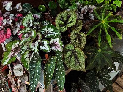Variedades de 'Begonia rex' y de otras begonias rústicas.