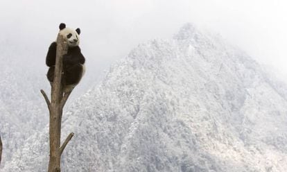 Un oso panda encaramado a un árbol en las montañas de Sichuan, en China.